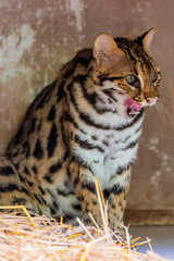 Naklejka premium The leopard cat (Prionailurus bengalensis) is a small wild cat native to continental South, Southeast, and East Asia. It is about the size of a domestic cat, but more slender, with longer legs 