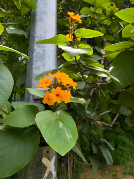 Cordia sebestena orange flowers in tropical garden with green foliage and shallow depth of field under natural daylight