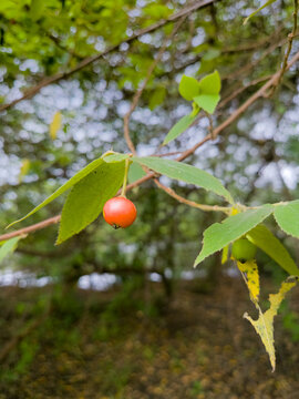 Kersen Berry Muntingia calabura Hanging on Branch in Tropical Garden with Natural Light