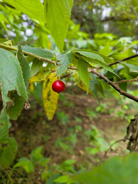 Kersen Berry Muntingia calabura Hanging on Branch in Tropical Garden with Natural Light