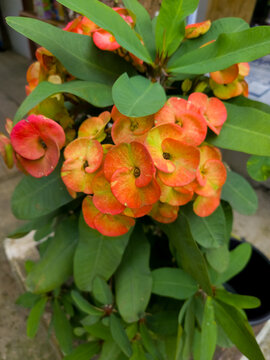 Crown of thorns flower Euphorbia milii with orange yellow bracts and green leaves in outdoor garden natural light