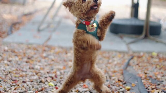 A happy brown toy poodle standing up outdoors. This active close up daylight portrait with selective focus beautifully captures the cute dog playfully walking, jumping, and sniffing the ground.