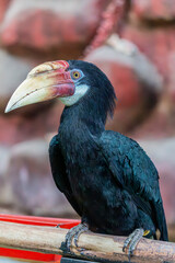 The Blyth's hornbill (Rhyticeros plicatus) is a large hornbill inhabiting the forest canopy in Wallacea and Melanesia. Its local name in Tok Pisin is kokomo. © Danny Ye