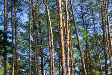 Fototapeta premium A natural backdrop of pine tree trunks. A bright sunny day.