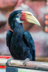 The Blyth's hornbill (Rhyticeros plicatus) is a large hornbill inhabiting the forest canopy in Wallacea and Melanesia. Its local name in Tok Pisin is kokomo. © Danny Ye