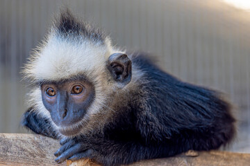 Obraz premium A Laotian langur (Trachypithecus laotum), a rare leaf-eating primate from limestone forests, showing dark fur and agile arboreal movement.