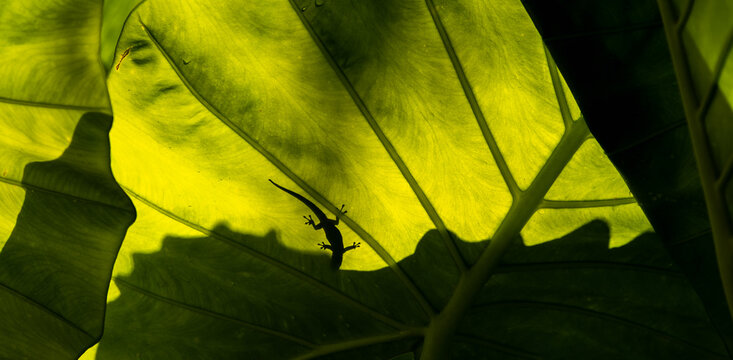 silhouette of salamander against green leaf