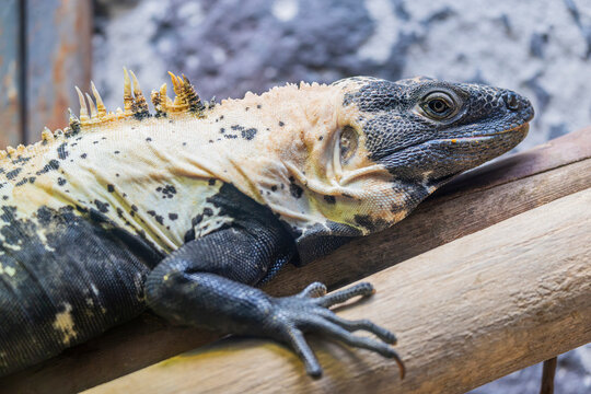 A Panda Pied Black Spiny-tailed Iguana, a color morph known for its striking black-and-white, cow-like markings.