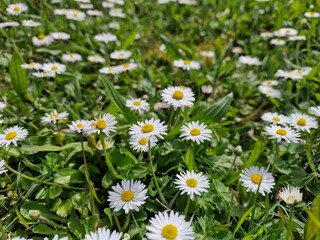Fototapeta premium field of daisies