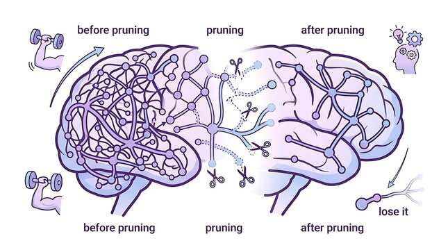 Human brain synaptic pruning process for neuroplasticity and learning