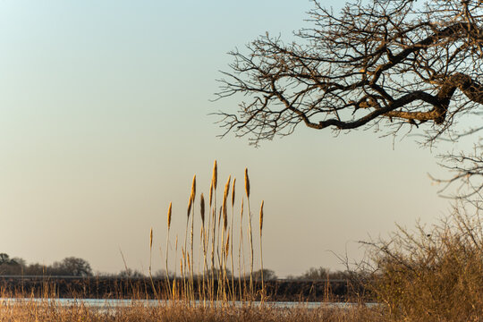 Golden reeds stand tall by calm waters