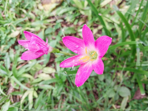 Pink Rain Lily Flower in Green Grass