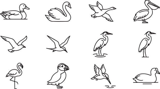 Collection of minimalist black and white line representing different species of water birds and birds in various natural poses