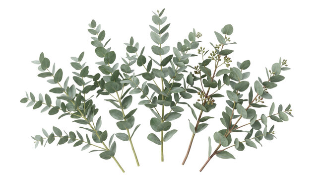 Fresh eucalyptus branches with silver dollar leaves, aromatic green foliage stems on white background, botanical eucalyptus plant for wedding decor