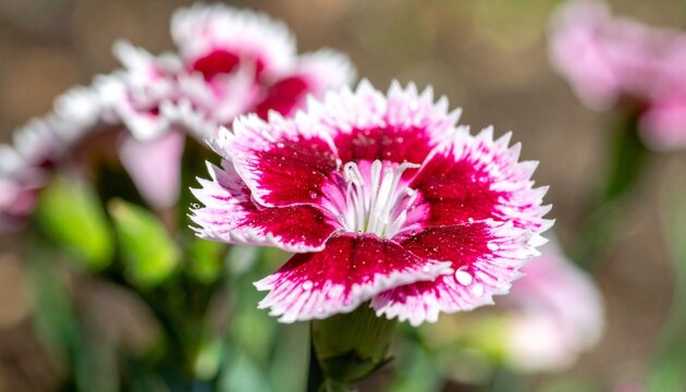 Vibrant Magenta and White Dianthus Flower with Dew Drops Close-up