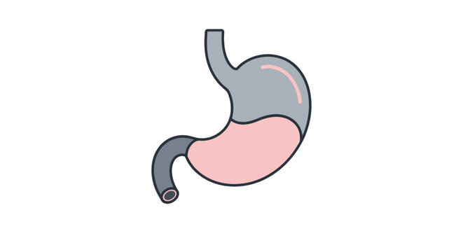 Illustrated human stomach anatomy in flat design style.