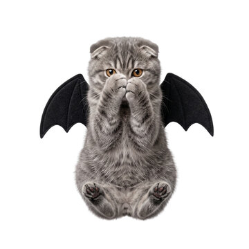 Cute Grey Tabby Kitten with Bat Wings Halloween Costume Isolated