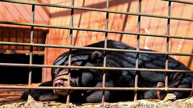 A close-up image of a lonely sun bear lying behind a metal fence structure in a zoo or wildlife sanctuary, wildlife rescue centers, and habitat preservation. 4K