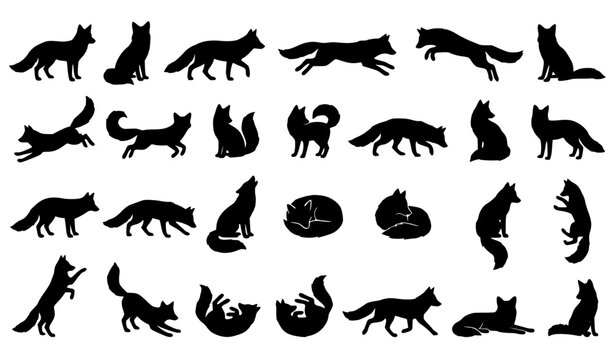 Wild Fox Silhouette Collection with Standing, Running, Leaping, Howling, Sleeping, and Hunting Predators Poses for Wilderness Wildlife Graphic Designs