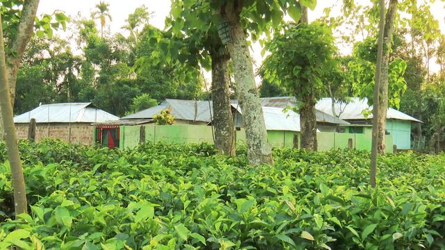 Tea Plantation with Rural Village Landscape and Tall Green Trees in Bangladesh