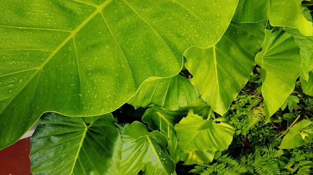 Large green taro leaves with water drops texture background fresh organic elephant ear leaf close-up