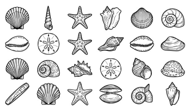 Sea Shells and Starfish Line Art Collection with Scallops, Conches, Sand Dollars, Bivalve Clams, and Marine Life Elements for Summer Beach Graphic Designs