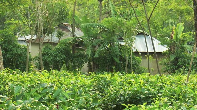 Small Village Home Hidden Among Lush Tea Plantation and Green Trees in Bangladesh