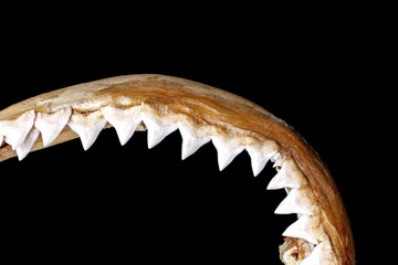Close-up of real bull shark - Carcharhinus leucas upper jaw showing rows of sharp, triangular, serrated upper teeth isolated on black background. © Panupong