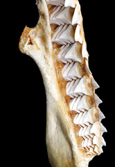 Detailed close-up side angle of Real bull shark - Carcharhinus leucas upper jaw showing multiple rows of sharp, triangular, serrated upper teeth on black background. © Panupong