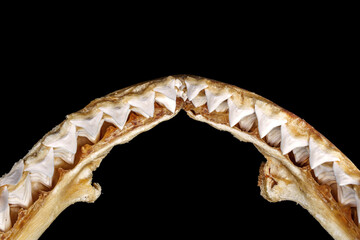 Close-up of real bull shark - Carcharhinus leucas upper jaw showing multiple rows of sharp, triangular, serrated upper teeth isolated on black background. © Panupong