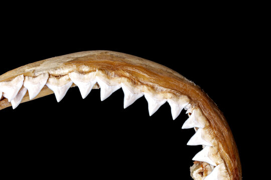 Close-up of real bull shark - Carcharhinus leucas upper jaw showing rows of sharp, triangular, serrated upper teeth isolated on black background.