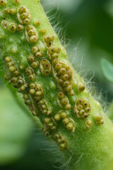 Fototapeta premium Macro view of green Tomato stem with abnormal growths and fine hairs, showing intricate natural detail and texture