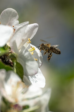 Fr&uuml;hlingserwachen