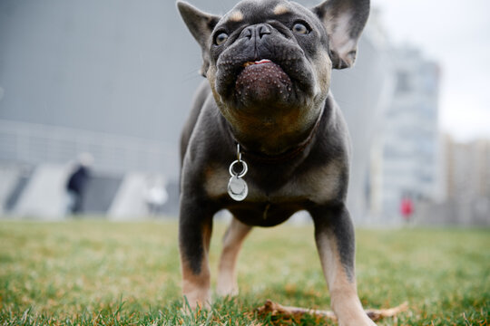 A curious French Bulldog stands on lush grass in an urban park, wearing a collar with a tag. The city backdrop highlights a playful, loyal companion enjoying the outdoors.
