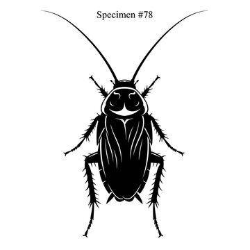 black silhouette of a cockroach specimen 78 top view detailed illustration