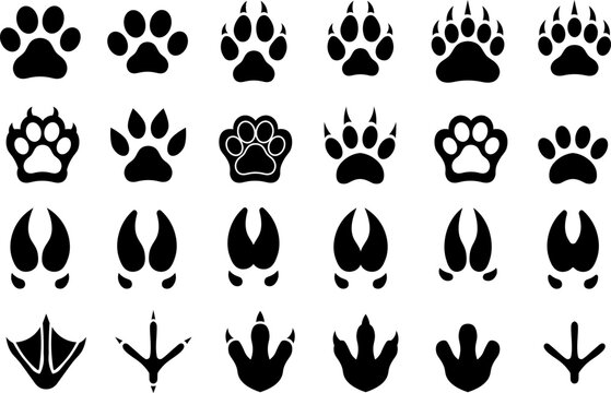 Black silhouettes of various animal paw prints and bird footprint vector icons collection