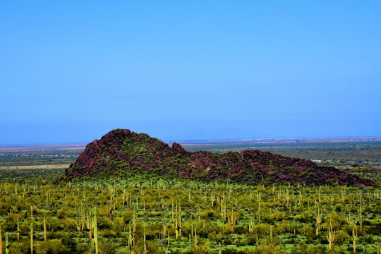 Old Saguaro Cactus Sonora desert Arizona