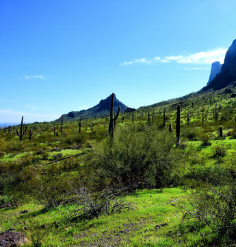 Old Saguaro Cactus Sonora desert Arizona