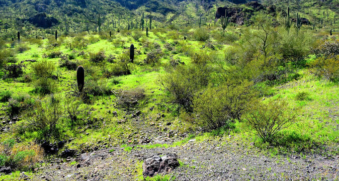 Old Saguaro Cactus Sonora desert Arizona