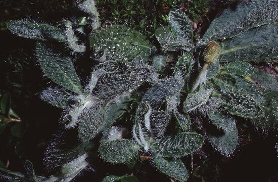 Hieracium pilosella (mouse‑ear hawkweed) &ndash; dry grassland habitat