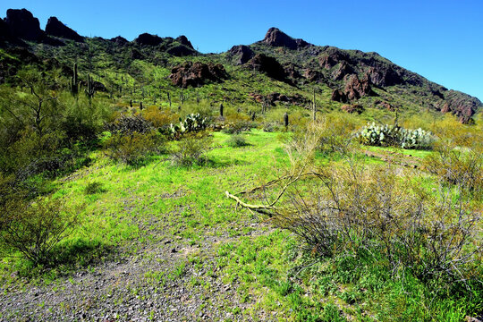 Old Saguaro Cactus Sonora desert Arizona