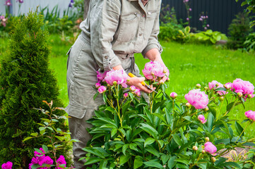 Gardener carefully cuts vibrant pink peonies in a lush green backyard garden © Andrii_Abriutin