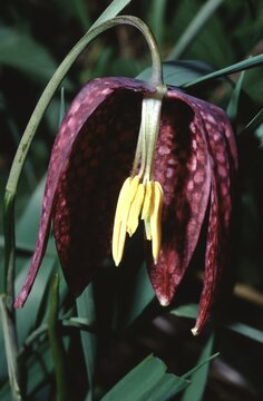cross section of Fritillaria meleagris snake's head fritillary