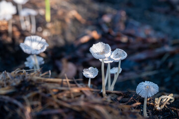 wild mushrooms in the grass © Rahmat