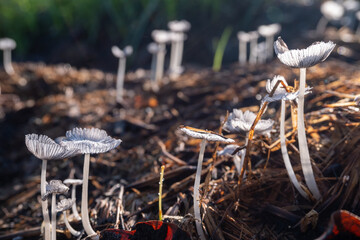 wild mushrooms in the grass © Rahmat