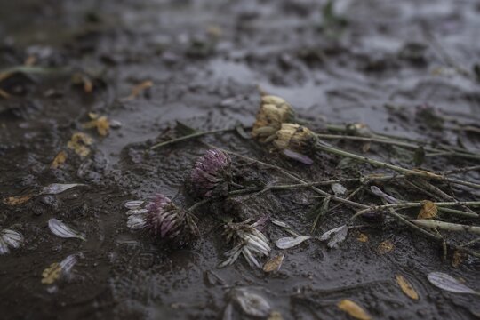 Trampled wildflowers lying in mud with scattered petals, muted colors and shallow depth of field.