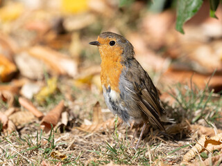 Fototapeta premium Garden Birds in Summer - Erithacus rubecula - Portrait of a Robin
