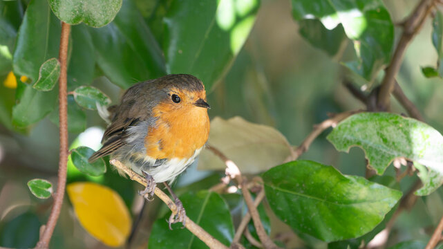 Garden Birds in Summer - Erithacus rubecula - Portrait of a Robin