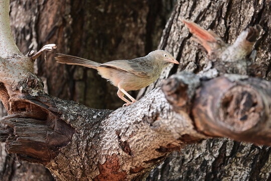 A Yellow-billed Babbler perches gracefully on a textured, mossy tree trunk, its long tail extended as it looks inquisitively toward the right against a dark, rustic bark backdrop.