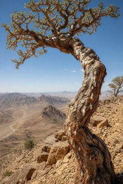 Twisted frankincense tree on cliff with white resin tears.